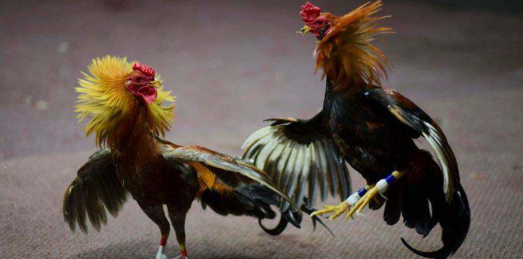 Some classy cockfighting betting forms