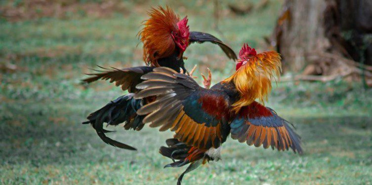 Strengths only available at the Cockfighting game lobby